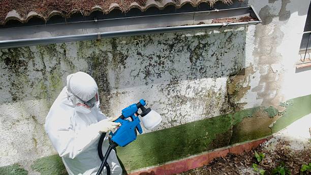 Top rated local Mold Remediation specialists in Ebensburg, PA